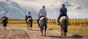 Mendoza’s Vineyards